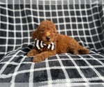 Small #2 Goldendoodle (Miniature)