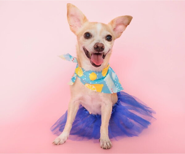 Medium Photo #2 Chihuahua-Unknown Mix Puppy For Sale in Phoenix, AZ, USA