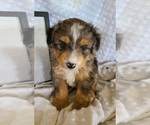 Small Photo #1 Aussiedoodle Miniature -Miniature Bernedoodle Mix Puppy For Sale in MIDDLEBURY, IN, USA