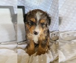 Puppy 1 Aussiedoodle Miniature -Miniature Bernedoodle Mix