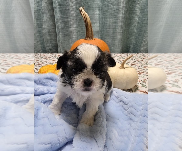 Medium Photo #1 Shih Tzu Puppy For Sale in BUFFALO, NY, USA