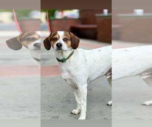 Beagle-Unknown Mix Dogs for adoption in Visalia, CA, USA