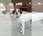 Small Beagle Mix