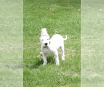 Small Dogo Argentino