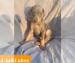 Doberman Pinscher Puppy for sale in POMEROY, OH, USA