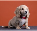 Small Photo #49 Dachshund Puppy For Sale in CROWLEY, TX, USA