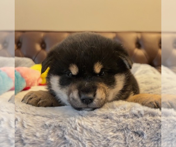 Medium Photo #1 Shiba Inu Puppy For Sale in SAN FRANCISCO, CA, USA