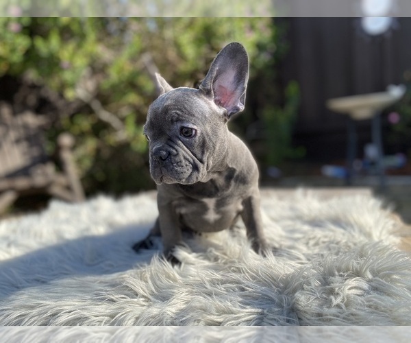 Medium Photo #8 French Bulldog Puppy For Sale in HOLLISTER, CA, USA