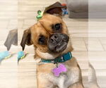 Small #1 Pug