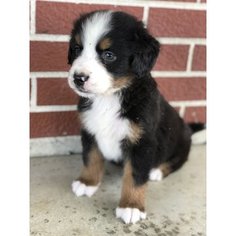 Bernese Mountain Dog Puppy for sale in PROVO, UT, USA