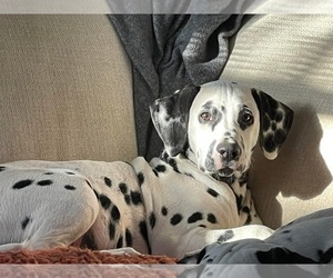 Dalmatian Puppy for sale in HUNTINGTON, AR, USA