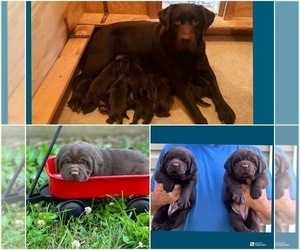 Labrador Retriever Puppy for sale in SALISBURY, NC, USA