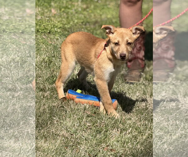 Medium Photo #1 Labrador Retriever-Unknown Mix Puppy For Sale in Yardley, PA, USA