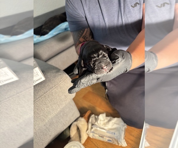 Medium Photo #21 Cane Corso Puppy For Sale in CASTRO VALLEY, CA, USA