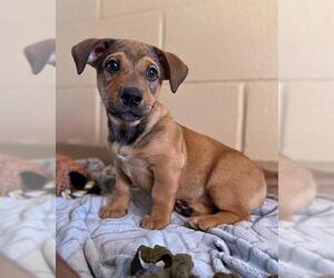 German Shepherd Dog-Unknown Mix Dogs for adoption in Chula Vista, CA, USA