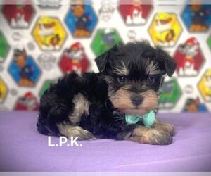 Schnauzer (Miniature) Puppy for sale in WINNSBORO, LA, USA