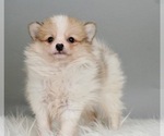 Puppy 14 Pomeranian