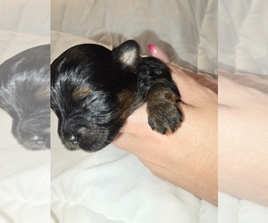 Yorkshire Terrier Puppy for sale in MORRISTOWN, TN, USA