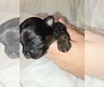 Small Photo #1 Yorkshire Terrier Puppy For Sale in MORRISTOWN, TN, USA