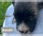 Puppy Bandit Border Collie