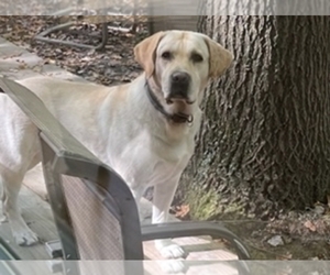 Father of the Labrador Retriever puppies born on 05/27/2022