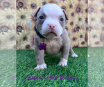 Small #23 American Bully