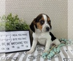 Small #1 Beagle
