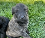 Small Photo #1 Rottle Puppy For Sale in FLEMINGTON, NJ, USA