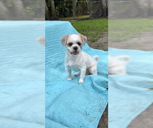 Shih Tzu Dogs for adoption in Weston, FL, USA
