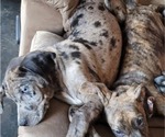 Small Photo #7 Catahoula Leopard Dog Puppy For Sale in CLAREMONT, NC, USA