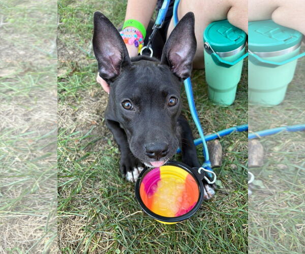 Medium Photo #2 Mutt Puppy For Sale in Germantown, OH, USA