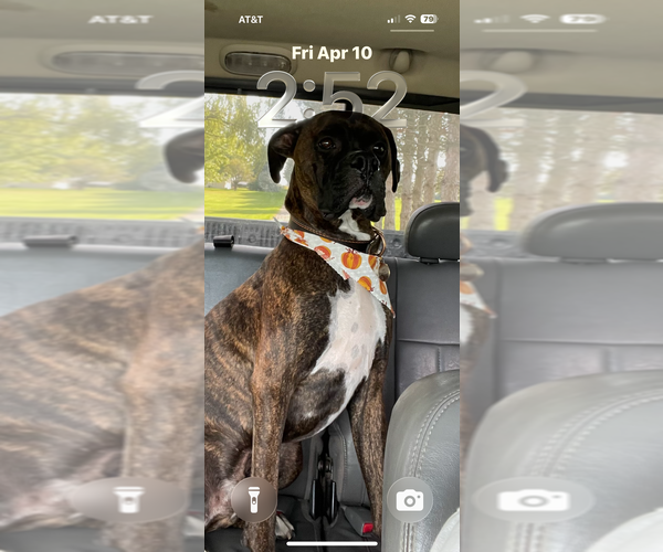 Medium Photo #3 Boxer Puppy For Sale in Aurora, IN, USA