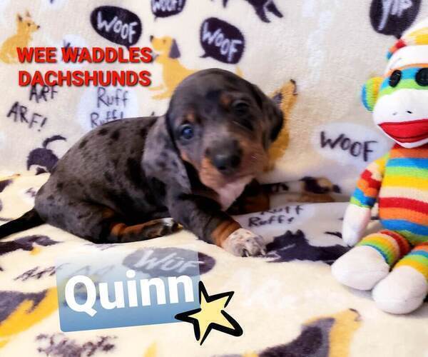 Medium Photo #3 Dachshund Puppy For Sale in WALLACE, CA, USA