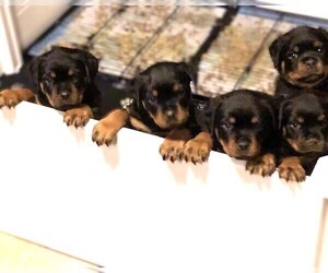Rottweiler Puppy for Sale in BLOOMINGTON, Indiana USA
