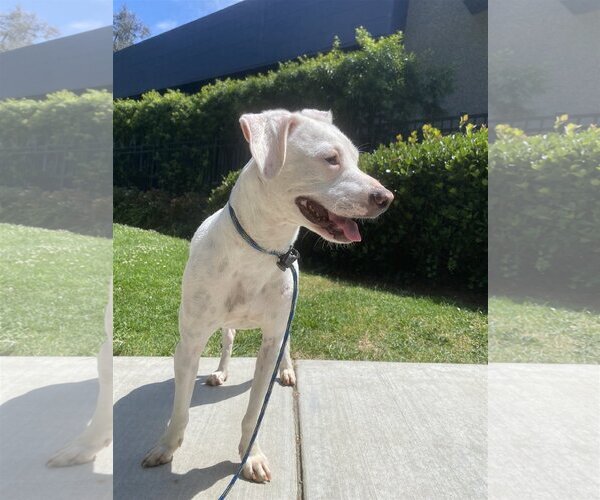 Medium Photo #3 American Bulldog-Unknown Mix Puppy For Sale in Newport Beach, CA, USA