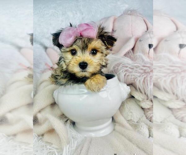 Medium Photo #1 Morkie Puppy For Sale in MIAMI, FL, USA