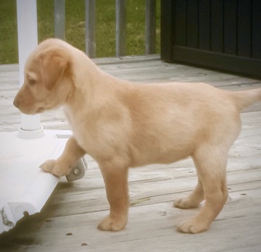 Medium Photo #2 Labrador Retriever Puppy For Sale in SAND LAKE, MI, USA