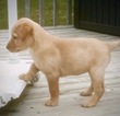 Small Photo #2 Labrador Retriever Puppy For Sale in SAND LAKE, MI, USA