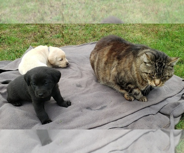 Medium Photo #11 Labrador Retriever Puppy For Sale in OLYMPIA, WA, USA