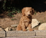Small Photo #11 Double Doodle Puppy For Sale in SANTA PAULA, CA, USA