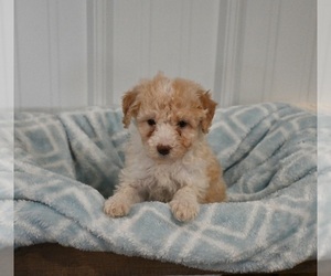 Aussiedoodle Miniature  Puppy for sale in APPLE CREEK, OH, USA