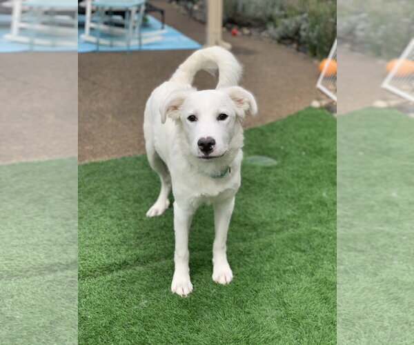 Medium Photo #7 Great Pyrenees Puppy For Sale in Spring, TX, USA