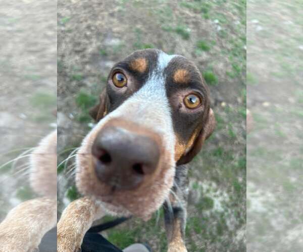 Medium Photo #5 Coonhound Puppy For Sale in Holly Springs, NC, USA