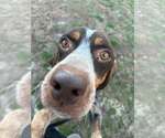 Small #4 Coonhound