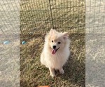 Small #4 Pomeranian