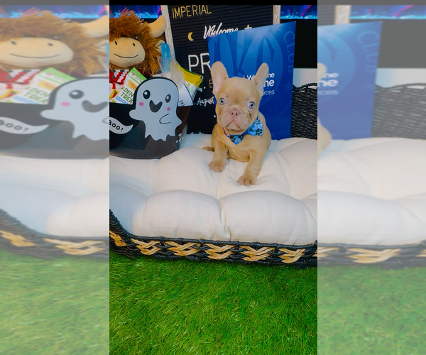 Medium Photo #11 French Bulldog Puppy For Sale in ATHENS, GA, USA