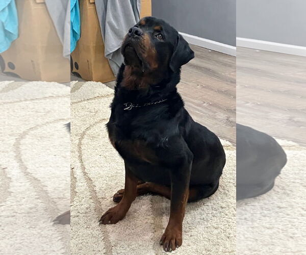 Medium Photo #5 Rottweiler Puppy For Sale in Fort Wayne, IN, USA