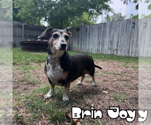 Medium Photo #4 Dachshund Puppy For Sale in San Antonio, TX, USA