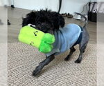 Small #1 Poodle (Miniature)