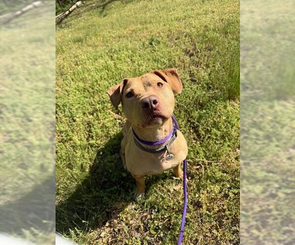 Medium Photo #2 Mutt Puppy For Sale in Forestville, MD, USA
